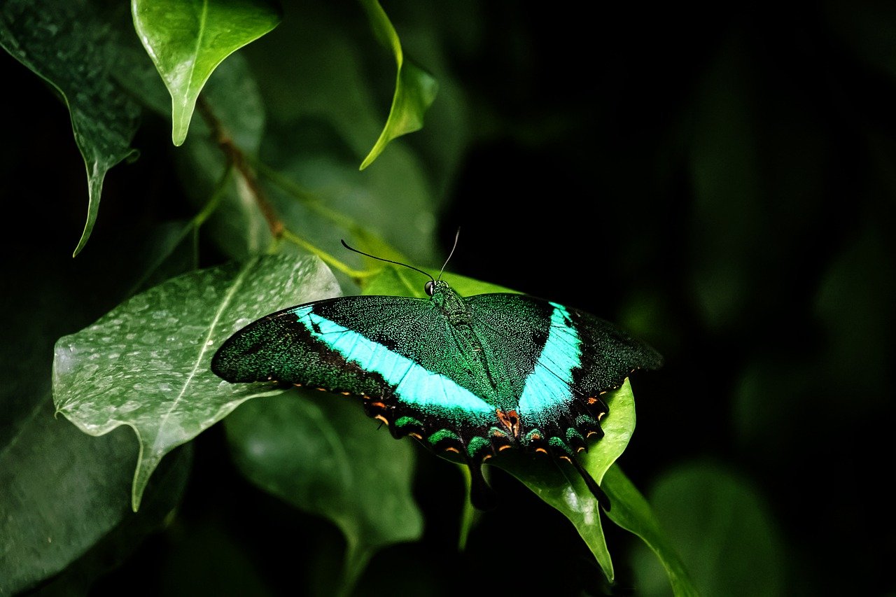 butterfly-7632646_1280